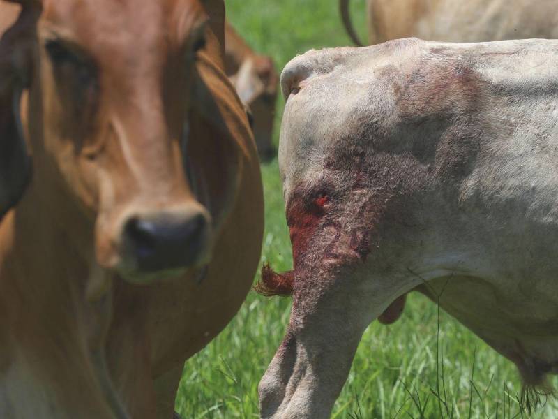Las autoridades de Estados Unidos aprobaron el uso de nitenpiram para tratar animales infectados.