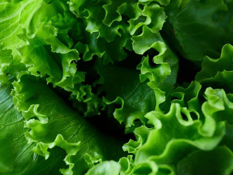 Incorporar verduras de hoja verde, pescado, mariscos, huevos, frutas y legumbres frescas, de temporada, ayuda a cerrar la brecha entre las calorías que se consumen y los nutrientes que realmente se aprovechan.