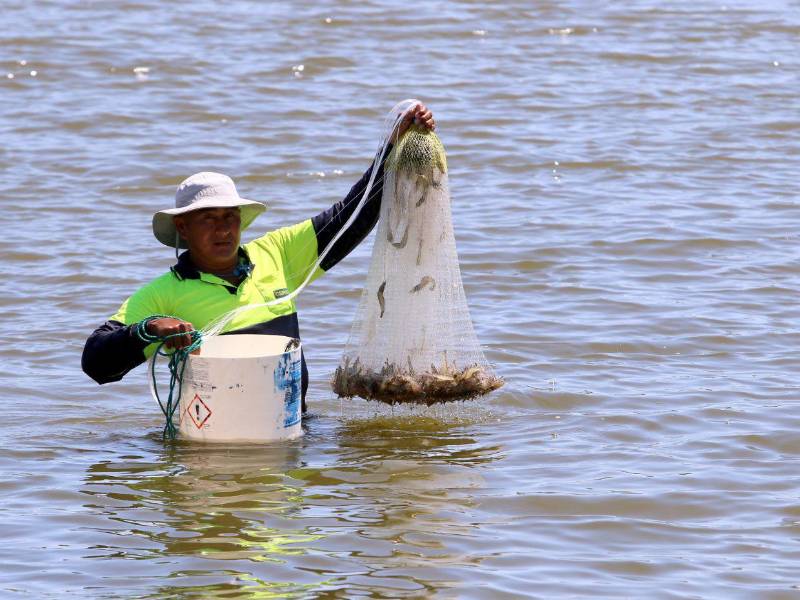 Las reducción de la exportación de camarón de Honduras a Taiwán, ha dejado millones en pérdidas a los productores.