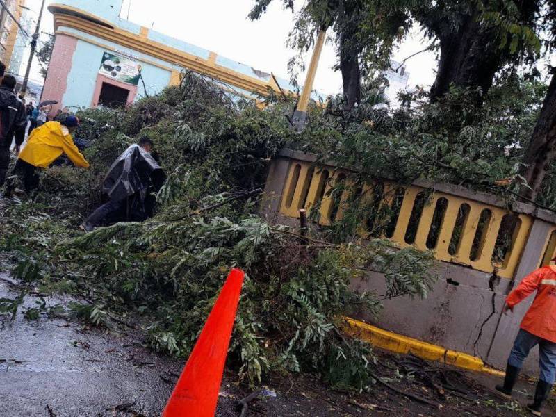 Un árbol cayó a la altura del Parque Valle en la avenida Colón, en el centro de la capital.