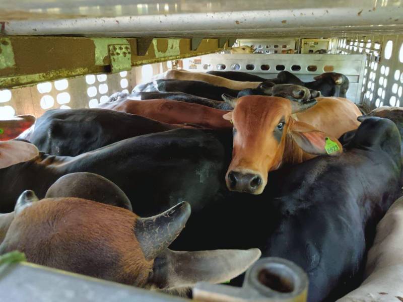Los 125 animales fueron seleccionados para ser exportados y comercializados en el mercado mexicano.