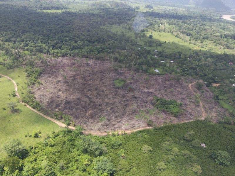 La Mosquitia es una de las zonas más devastadas por la deforestación. En junio de 2026 identificaron varias zonas donde realizaban tala para minería ilegal. Se desconoce si hubo personas detenidas.
