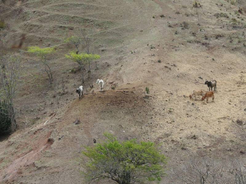 La falta de comida mantiene angustiados a los campesinos y ganaderos del corredor seco.