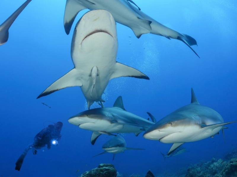 Foto: Cortesía de IHT