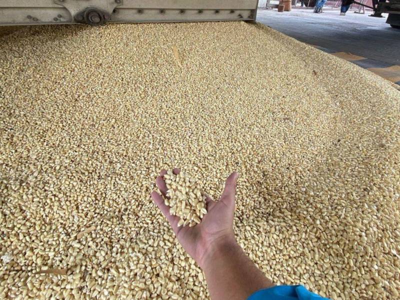El maíz es un producto básico y de alto consumo nacional, y esta pérdida deja a miles de familias sin alimentos.