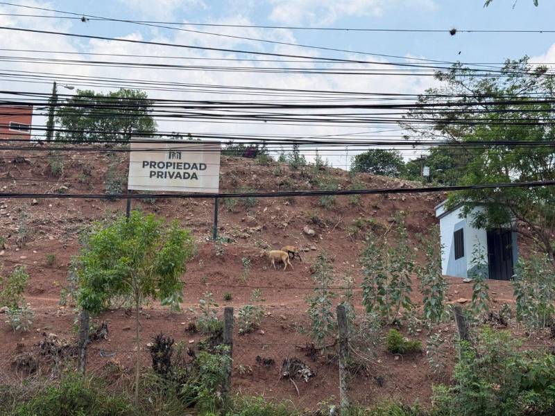 Cabras permanecen dentro del terreno señalado como propiedad privada del Inprema en Monteverde.