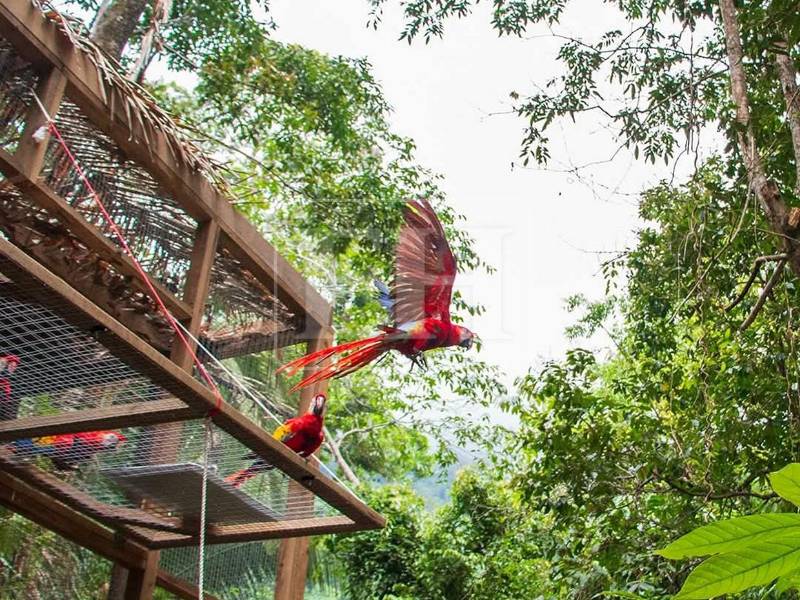 Ocho guacamayas rojas fueron liberadas en las últimas horas en la cuenca del río Cangrejal, marcando el regreso de la especie al litoral Atlántico hondureño tras más de 60 años de ausencia. Las imágenes del espectacular momento.