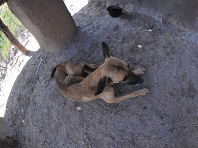 Los animales también requieren de alimentos porque están desnutridos.