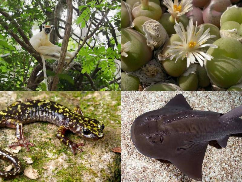 Entre las especies de América figuran el cachorrito de Charco Azul, un pez de agua dulce, el petrel de Galápagos y el pinzón arbóreo mediano, entre otros.