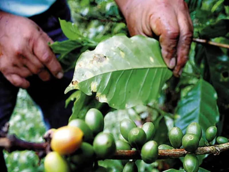 Casi un 30% de las fincas muestreadas por el Ihcafé presentan niveles altos o muy altos de roya superiores al 10%.