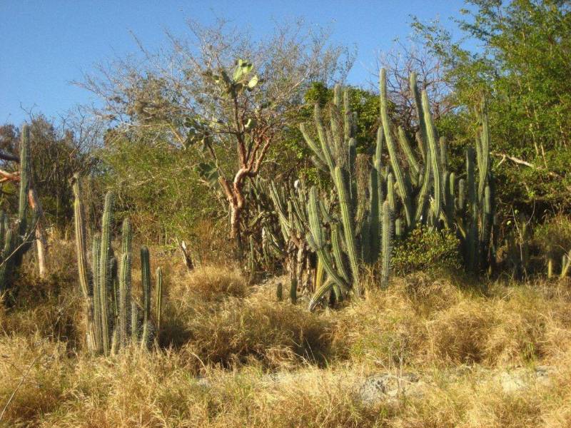 El bosque seco es uno de los bosques que predominan en Honduras y es el que presenta más vulnerabilidad.