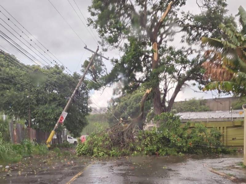 En la colonia Humuya, a inmediaciones del salón de belleza Yolandas, se cayó un árbol y desprendió algunos cables del tendido eléctrico.