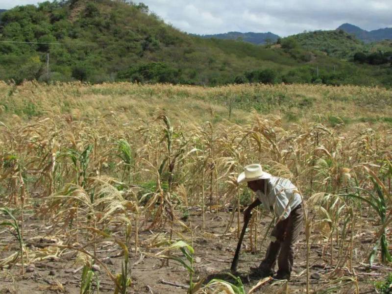 Copeco mantiene bajo alerta amarilla a 75 municipios del llamado Corredor Seco de Honduras, incluidos San Antonio de Flores y Soledad.