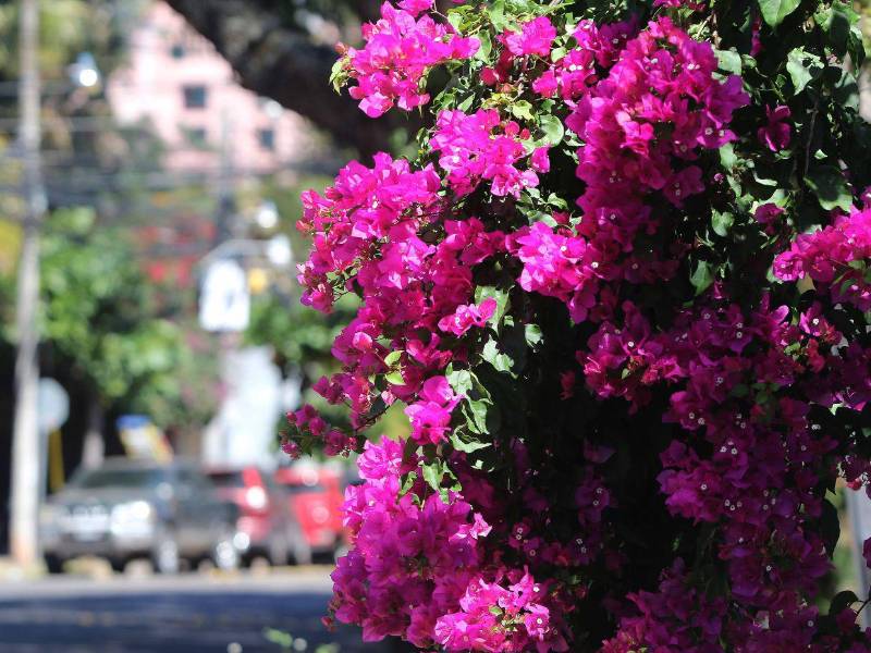El magenta, morado y lila son los tonos predominantes durante esta temporada de árboles de napoleón, jacareada y macuelizos en la capital de Honduras.