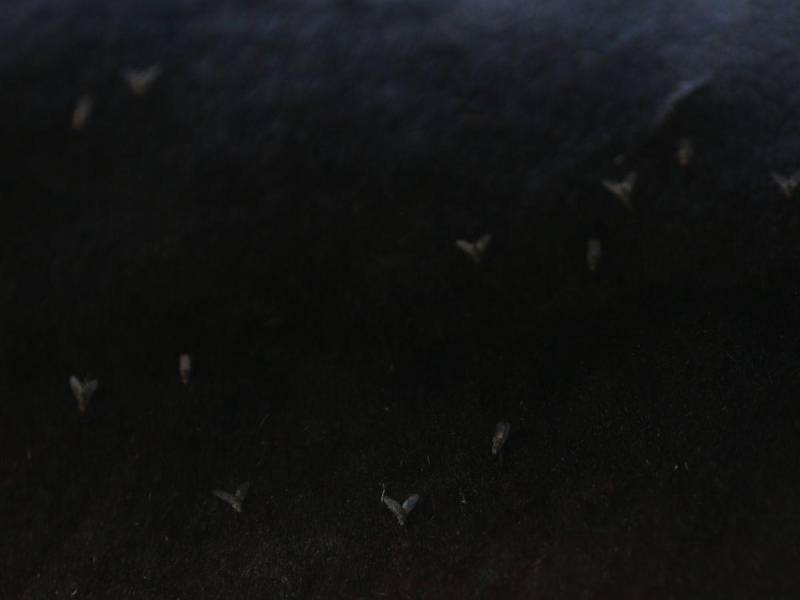 Las moscas se propagan rápidamente y buscan las heridas del ganado para depositar sus huevecillos.