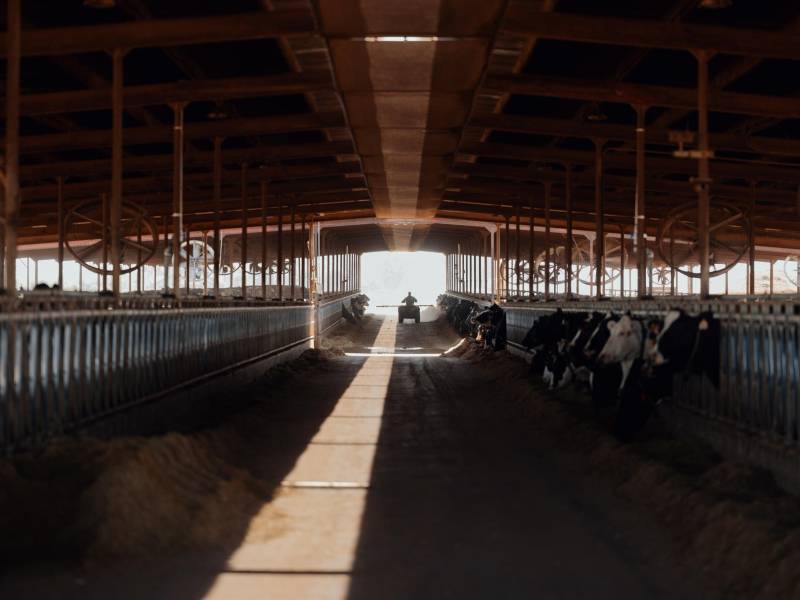 Nuevos productos como collares inteligentes permiten rastrear la salud del ganado con menos trabajadores.