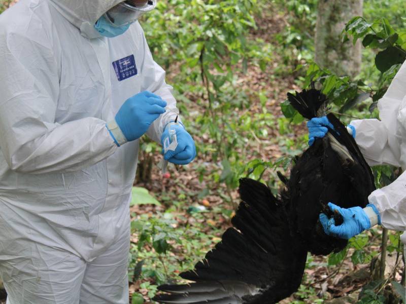 Los primeros casos de influenza aviar que se registraron este año en el territorio fue en zopilotes en el departamento de Lempira.