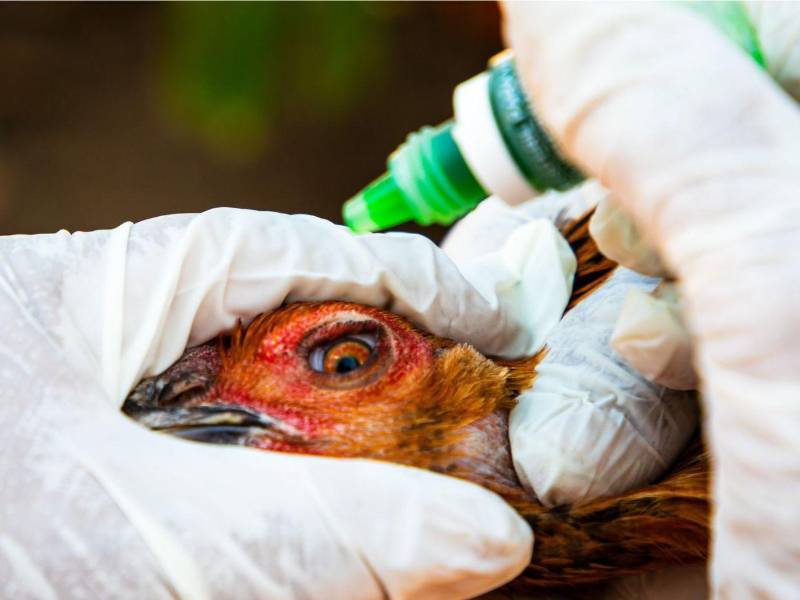 Varios países han apoyado a hogares en situación de vulnerabilidad para la implementación de Acciones Anticipatorias.