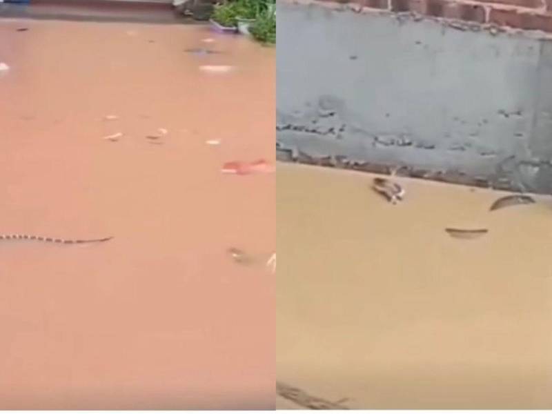 Autoridades chinas activaron una alerta luego de que las inundaciones liberaran cientos de serpientes