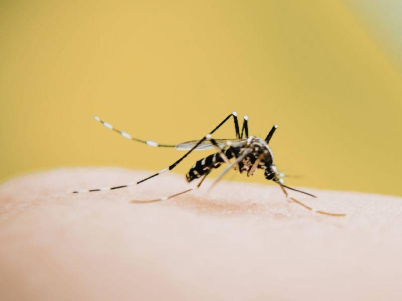 Durante las lluvias, la presencia del mosquito transmisor del dengue aumenta debido a la acumulación de agua.