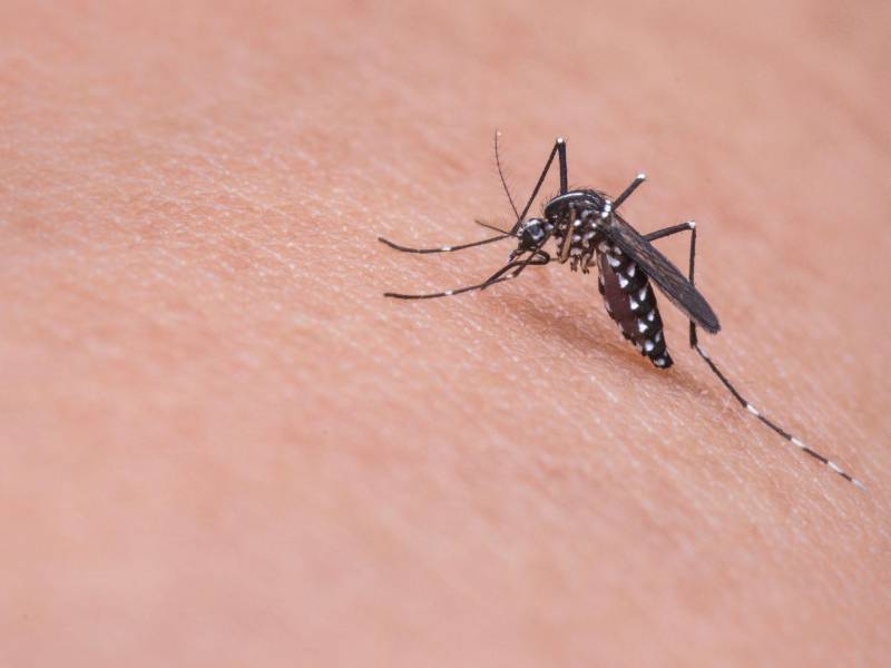 Catacamas figura como una de las regiones más golpeadas por el dengue, junto a Distrito Central, Cortés, Yoro, Choluteca, Santa Bárbara y Colón.