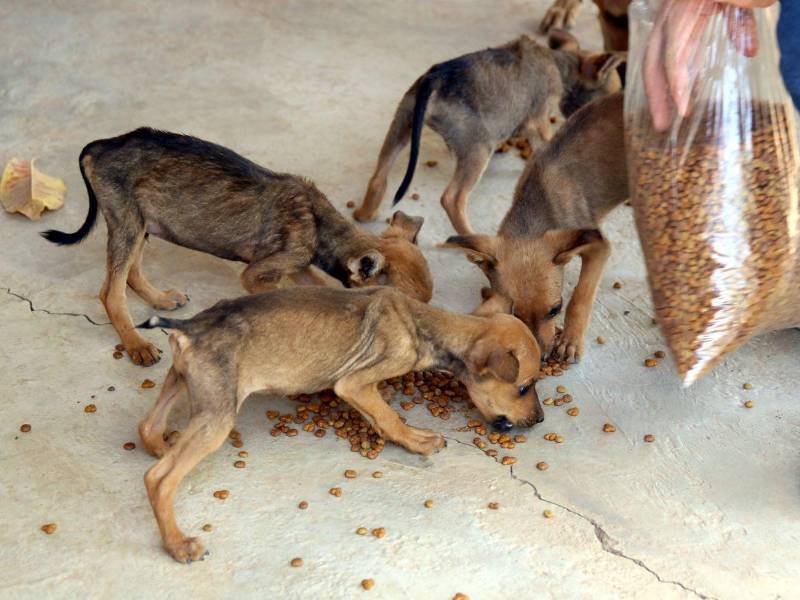 Los perritos recibieron alimentos donados por lectores de EL HERALDO, y comieron desesperados.