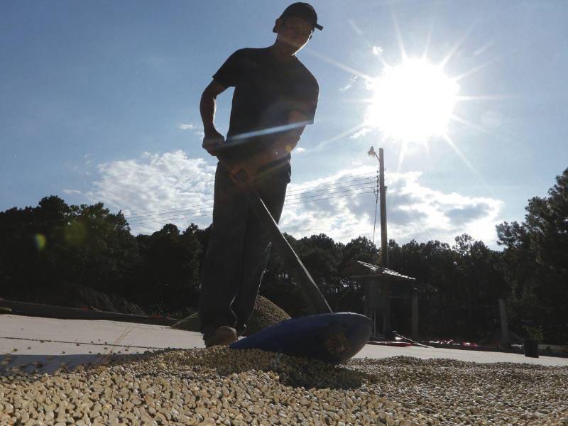 El grano aromático logrará en esta presente cosecha una histórica cifra en la generación de divisas para Honduras.
