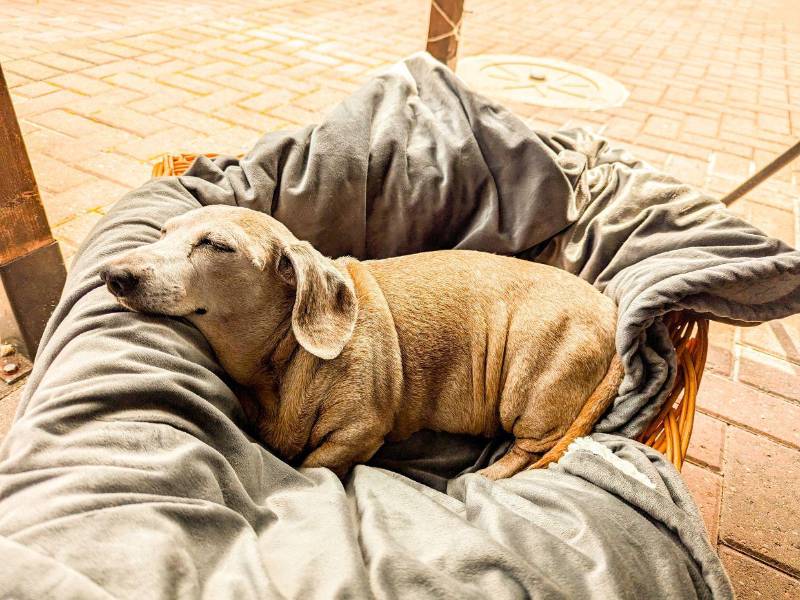 A nivel de comportamiento, muchos perros mayores duermen más horas y se cansan con facilidad durante los paseos.