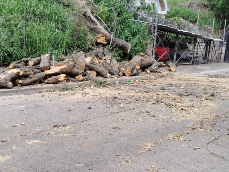 Las lluvias del sábado dejaron árboles caídos y otras emergencias en la capital y mantienen la vigilancia de los cuerpos de socorro ante el pronóstico de más precipitaciones.