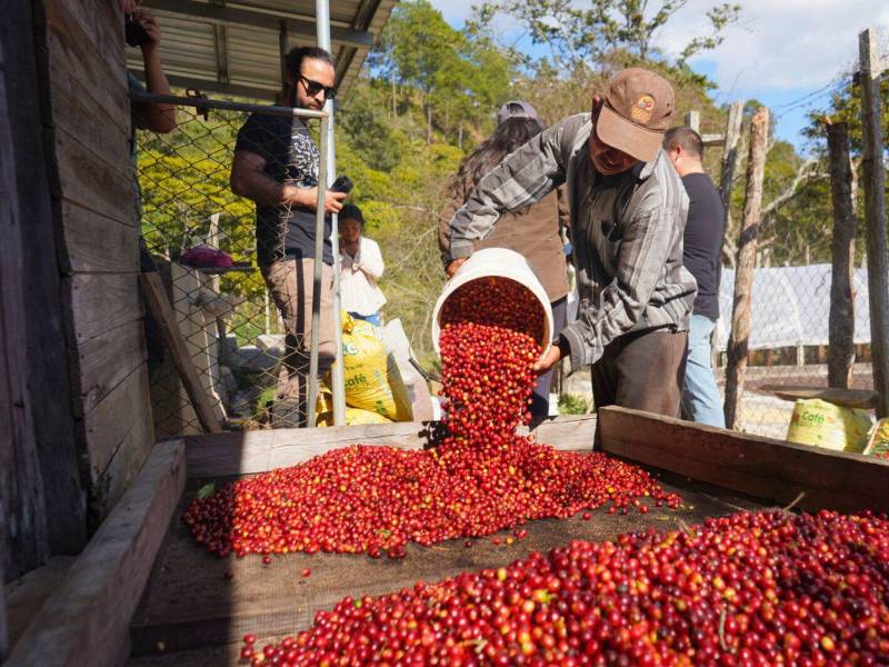 La producción de cafés de especialidad hace posible mejorar los precios y la calidad de vida de los productores y sus familias.