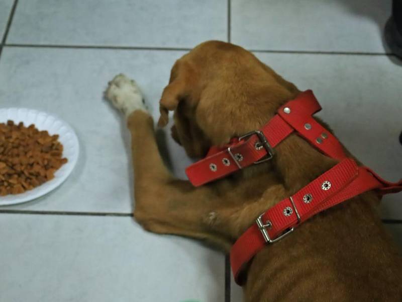 El animal será sometido a evaluación veterinaria al presentar síntomas de aparente desnutrición.