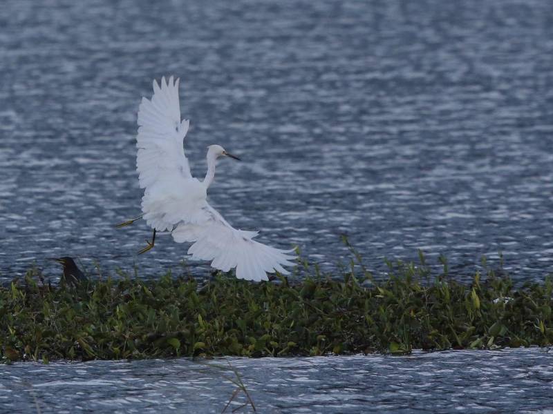Los registros obtenidos al final del Centroamérica Big Day nutren bases de datos globales que permiten a la comunidad científica comprender con mayor precisión las rutas migratorias.