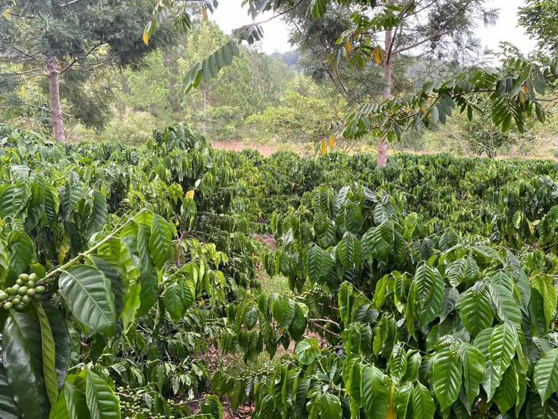 Finca Las Botijas, ubicada entre los 1,500 y 1,600 metros sobre el nivel del mar, produce cafés especiales de variedades como Gesha, Pacamara, Catuai y Lempira.