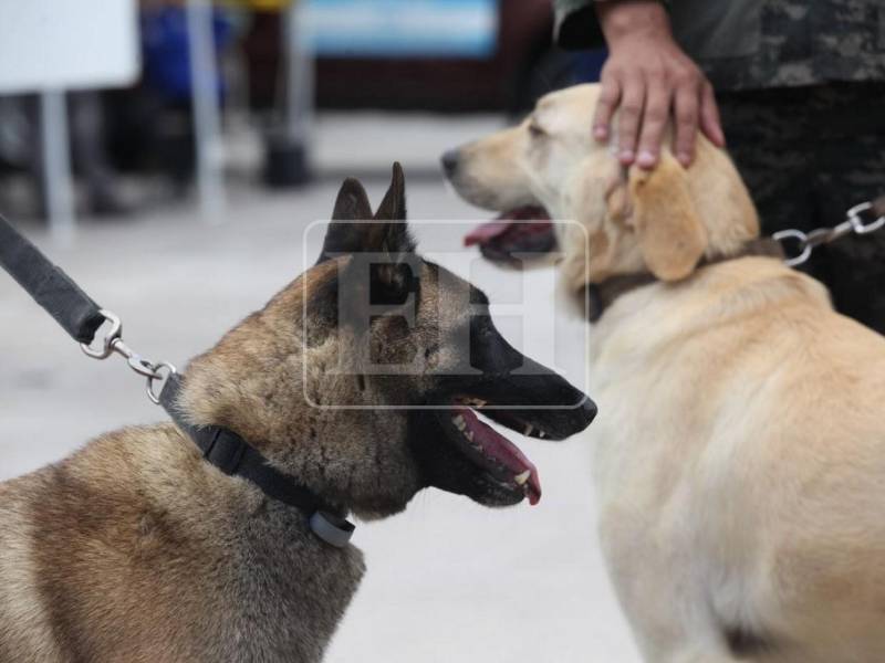 Los agentes Togo y Mago del Batallón Canino de la Policía Militar, junto a sus compañeros de binomios, lograron este miércoles ubicar el cuerpo de la segunda víctima del derrumbe de un cerro en el anillo periférico, tras una intensa jornada los canes han demostrado una vez más su experiencia y gran apoyo en este tipo de tragedia.
