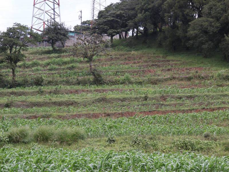 Terrazas de banco para agricultura que genialmente evitan la erosión del fértil suelo volcánico y siguen, en buena medida, las curvas de nivel... ¿quiénes las labraron? Sin tecnología ni maquinaria, este prodigio de la ingeniería antigua merece ser apreciado, valorado y conservado.