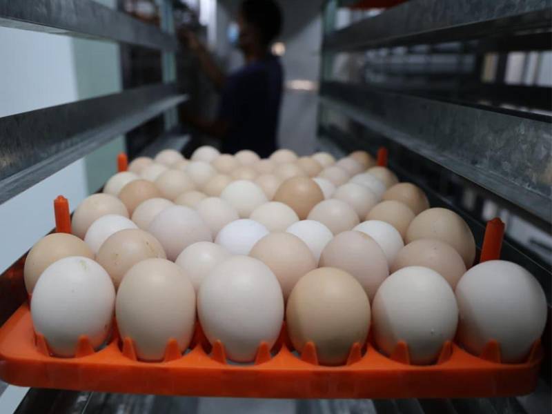 Con un sistema automatizado de volteo constante, la incubadora simula el cuidado natural de una gallina, asegurando el desarrollo adecuado del embrión y elevando los índices de incubabilidad en cada ciclo productivo.