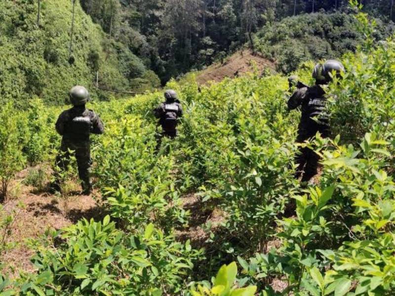 Durante 2026 se ha asegurado un decomiso superior a 400 mil arbustos como parte de las acciones ejecutadas contra estructuras vinculadas al narcotráfico.