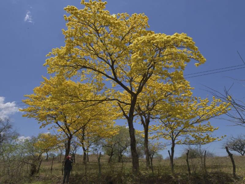 Los árboles de Macuelizo en al sur de Honduras adornan el paisaje en varios municipios.