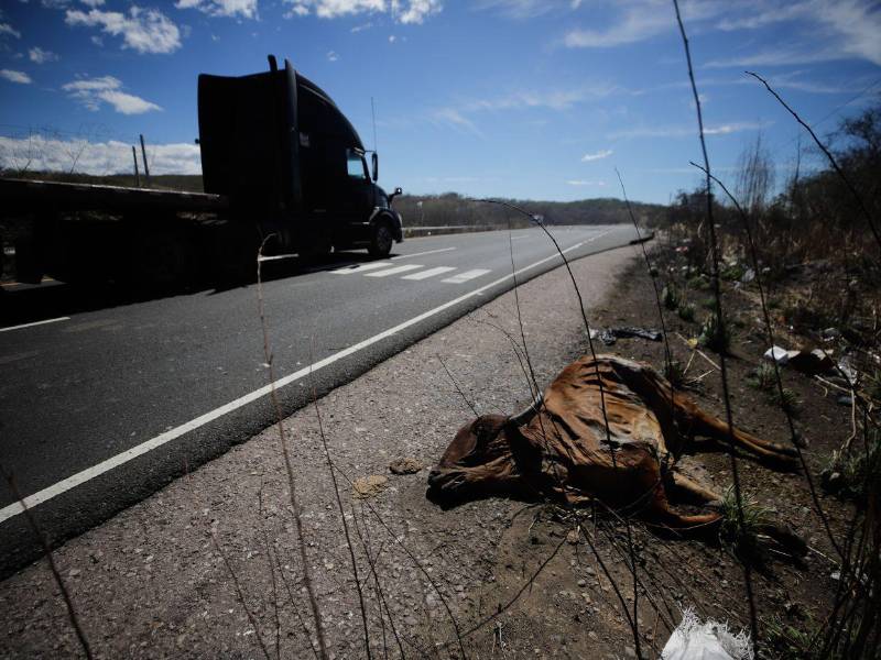 En los costados de la arteria vial se pueden ver semovientes muertos, debido a que deambulas por la vía.