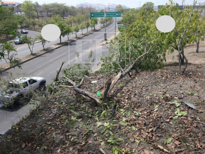 El vehículo se llevó varios árboles a su paso por el área verde del anillo periférico.