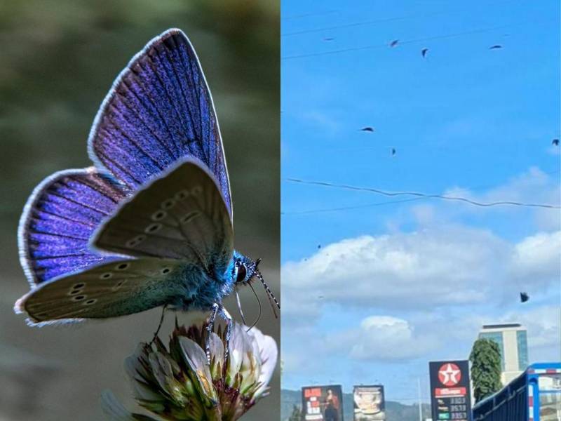 Miles de mariposas invadieron el cielo de Tegucigalpa y otras regiones del país durante los últimos días, dejando imágenes que rápidamente se viralizaron en redes sociales.