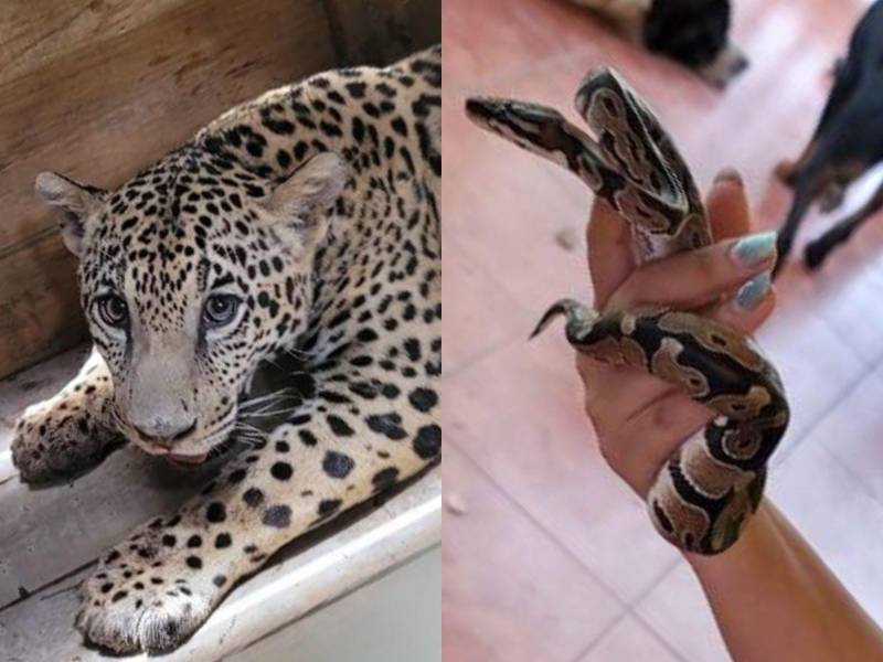 Las Fuerzas Armadas de Honduras, a través del Primer Batallón de Protección Ambiental, realizó recientemente el rescate en un jaguar de aproximadamente seis meses y otras especies exóticas en la aldea El Pataste, Catacamas, en el departamento de Olancho. A continuación los detalles e imágenes.