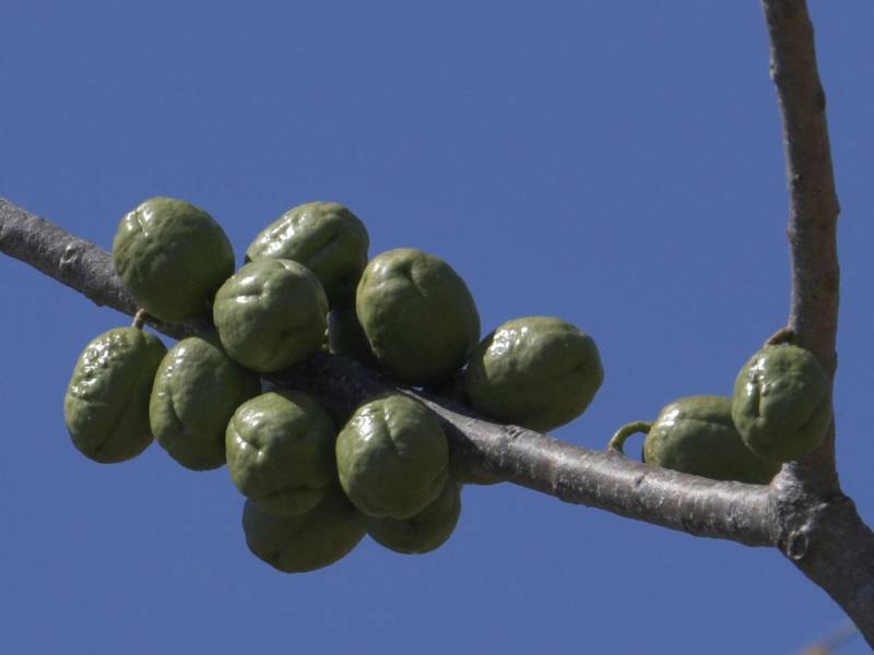 Frutos de la temporada como ciruelas se ven en la zona sur.