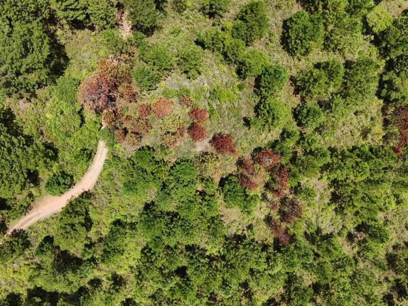 Los bosques de Honduras, están bajo estricta vigilancia para evitar futuros brotes destructivos del gorgojo. En el 2025 se realizó el control del 100% de las infestaciones.