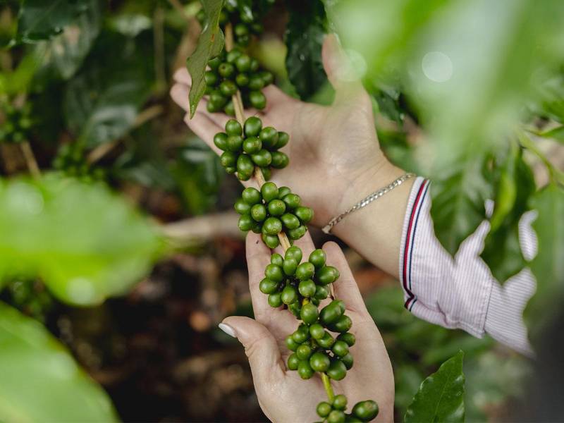 Productores de Aruco en Corquín, Copán, listos para cumplir con la normativa europea.