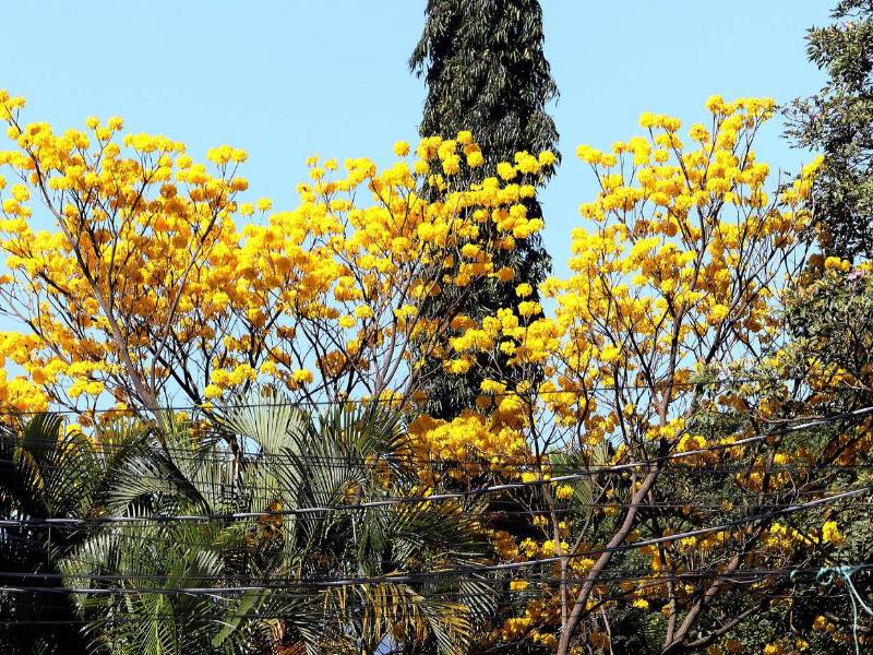 Durante la temporada de árboles florales, el amarillo, rojo, lila y rosado son los tonos que predominan en la capital.