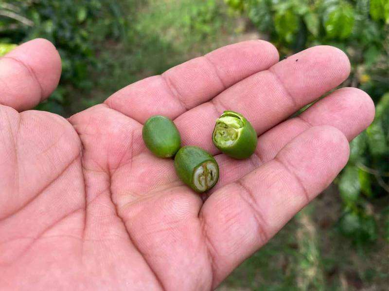 Fruto de café abierto en el que se observa un grano afectado por el estrés hídrico provocado por la falta de lluvias durante una etapa clave para el desarrollo del cultivo.