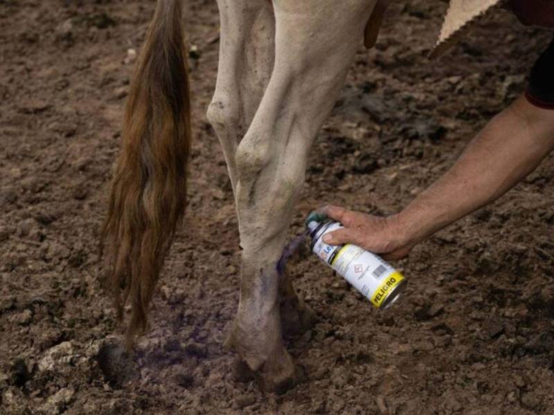 El caso fue corroborado por el Servicio Nacional de Sanidad, Inocuidad y Calidad Agroalimentaria (Senasica) y la Comisión México–Estados Unidos para la Prevención de la Fiebre Aftosa y otras Enfermedades Exóticas de los Animales (CPA).