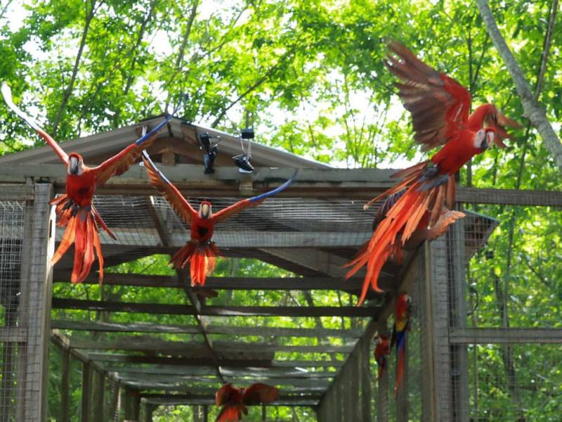 El presidente de la República, Nasry Asfura, participó en la liberación de doce guacamayas rojas en Copán Ruinas, con lo que se impulsa el turismo en el occidente del país.