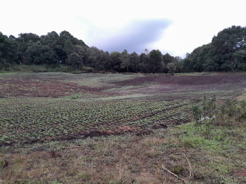 Algunos agricultores se atrevieron a sembrar con las primeras tormentas, pero ha sido un riesgo. Esperan que esta semana llueva para no perder la semilla.